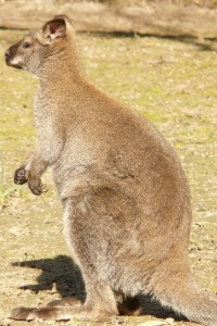 red-necked-wallaby-54040_1280
